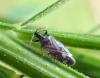 Anthocoris sarothamni